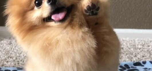 How to Prep Your Space for a New Pet : The Necessities