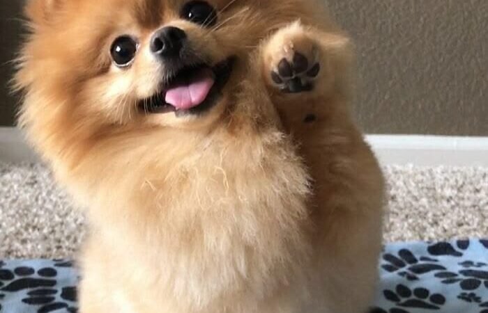 How to Prep Your Space for a New Pet : The Necessities